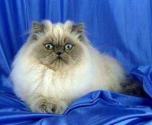смерть от мочекаменной болезни