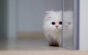 смерть от мочекаменной болезни